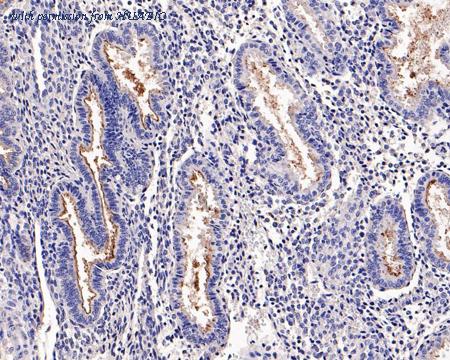 HUABIO HA721200 image 3