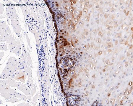 HUABIO HA721201 image 3