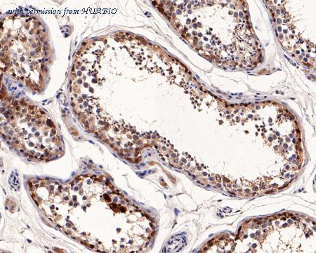 HUABIO HA721204 image 1