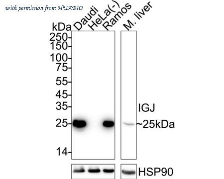 HUABIO HA721205 image 1