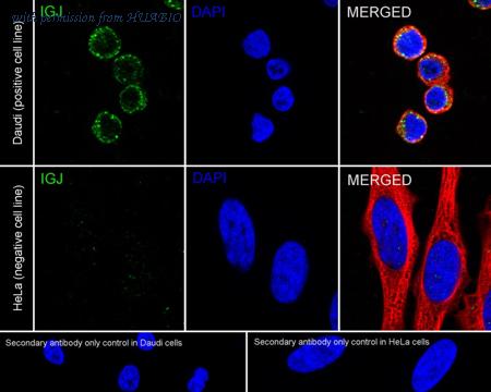 HUABIO HA721205 image 2