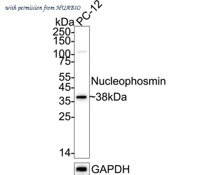 HUABIO HA721206 image 2