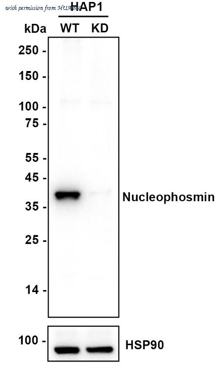 HUABIO HA721206 image 3