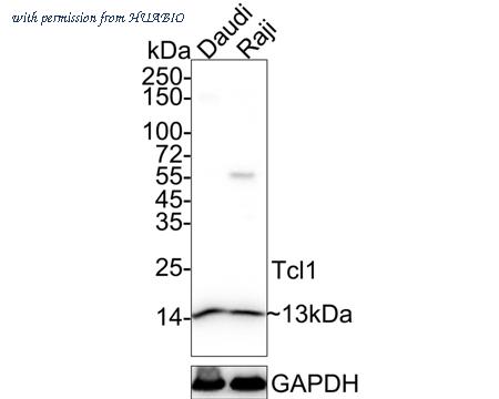 HUABIO HA721207 image 1
