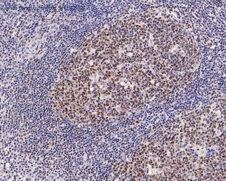 HUABIO HA721212 image 3