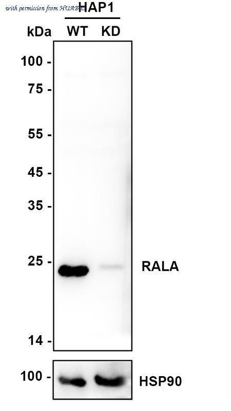 HUABIO HA721215 image 2