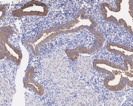 HUABIO HA721217 image 2