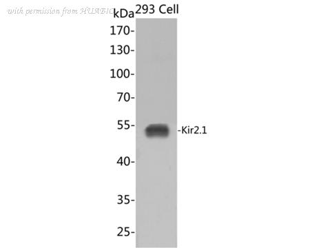 HUABIO HA721227 image 1