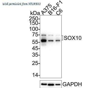 HUABIO HA721239 image 1