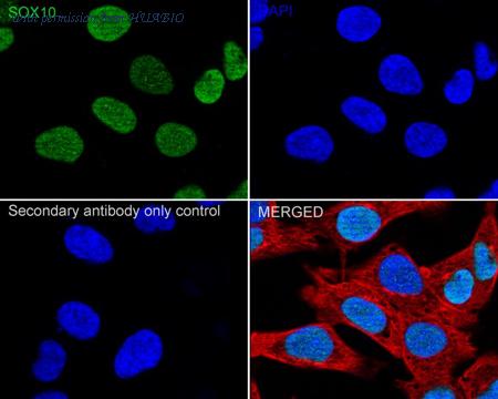 HUABIO HA721239 image 2