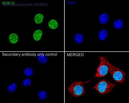 HUABIO HA721239 image 3