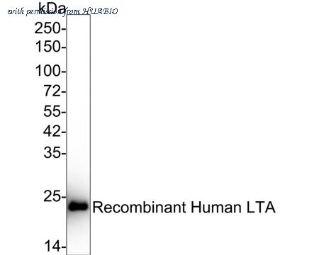 HUABIO HA721242 image 2