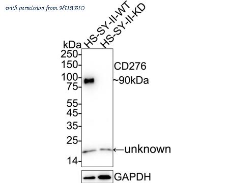 HUABIO HA721245 image 2