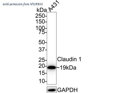 HUABIO HA721248 image 1