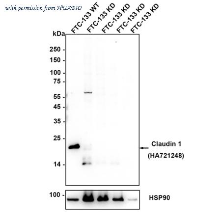 HUABIO HA721248 image 2