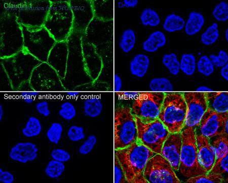 HUABIO HA721248 image 3