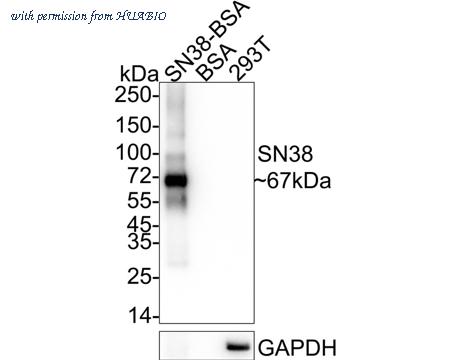 HUABIO HA721258 image 3