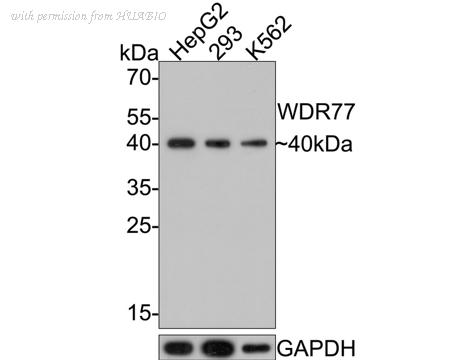 HUABIO HA721260 image 1