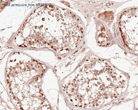 HUABIO HA721270 image 2