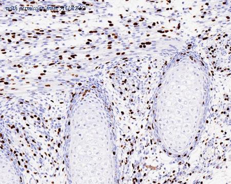 HUABIO HA721283 image 2