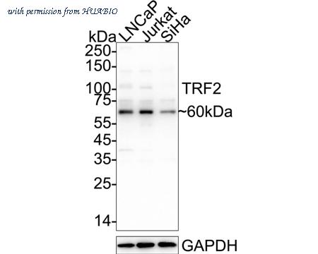HUABIO HA721297 image 1