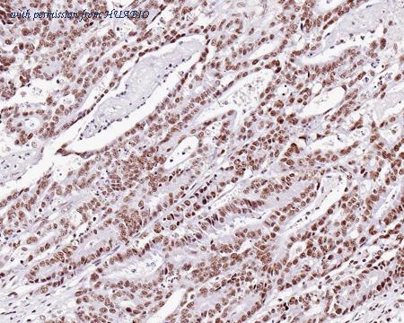 HUABIO HA721297 image 2