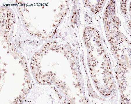 HUABIO HA721297 image 3