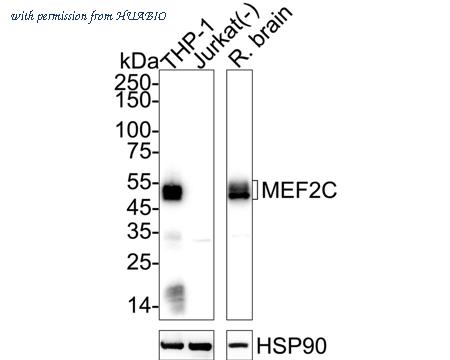 HUABIO HA721298 image 1