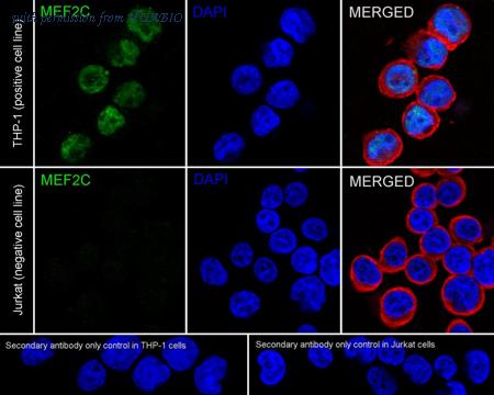 HUABIO HA721298 image 2