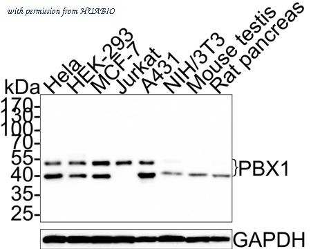 HUABIO HA721303 image 1