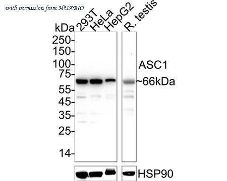 HUABIO HA721306 image 2