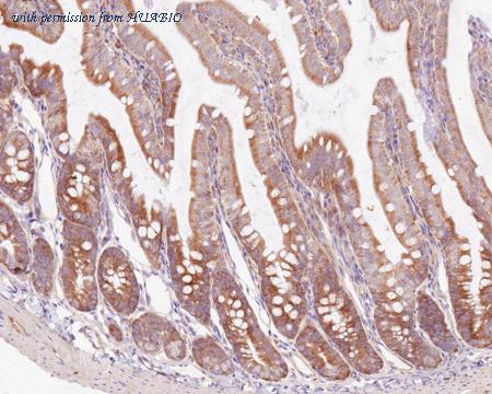 HUABIO HA721306 image 3