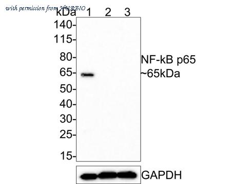 HUABIO HA721307 image 1