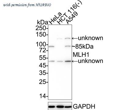 HUABIO HA721325 image 1