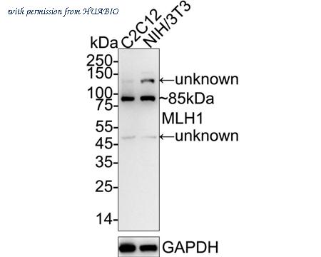 HUABIO HA721325 image 2