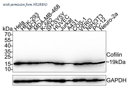 HUABIO HA721326 image 1