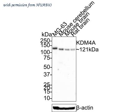 HUABIO HA721336 image 1