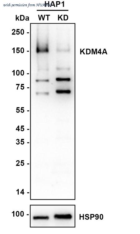 HUABIO HA721336 image 2