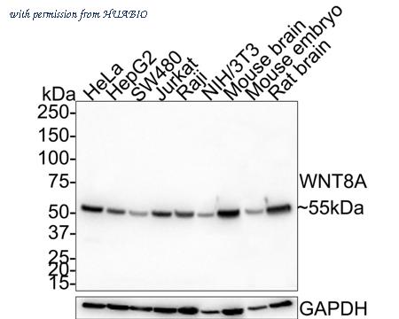 HUABIO HA721341 image 1