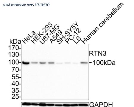 HUABIO HA721342 image 1