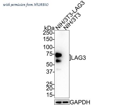 HUABIO HA721344 image 1
