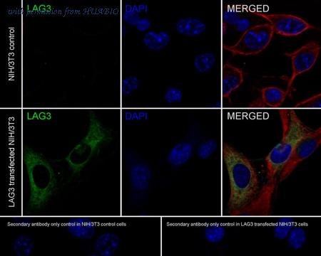 HUABIO HA721344 image 2