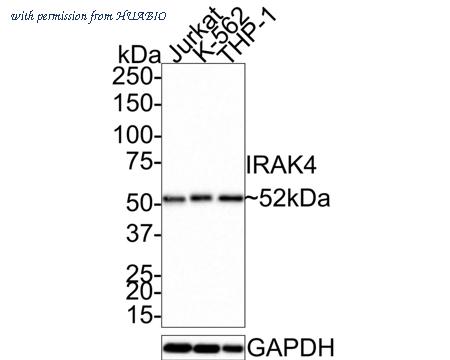 HUABIO HA721347 image 1