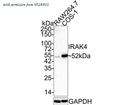 HUABIO HA721347 image 2