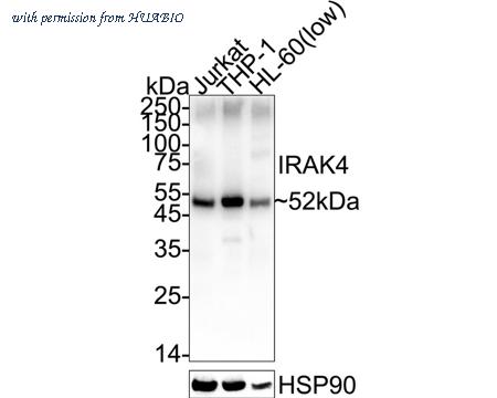 HUABIO HA721347 image 3