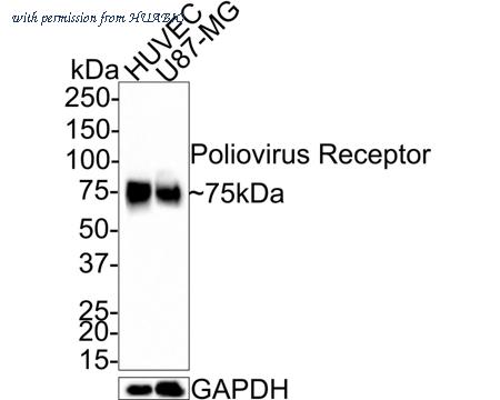 HUABIO HA721351 image 1