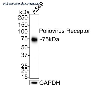HUABIO HA721351 image 2