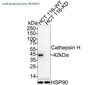 HUABIO HA721352 image 1