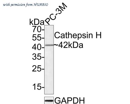 HUABIO HA721352 image 2