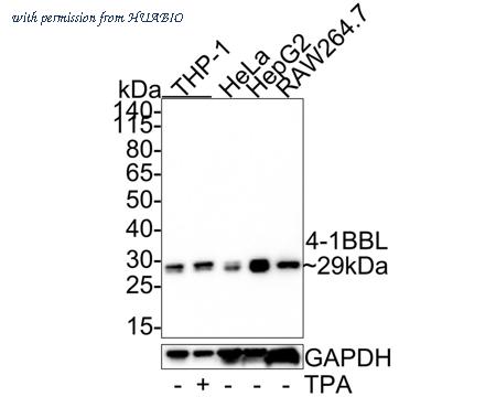 HUABIO HA721357 image 1